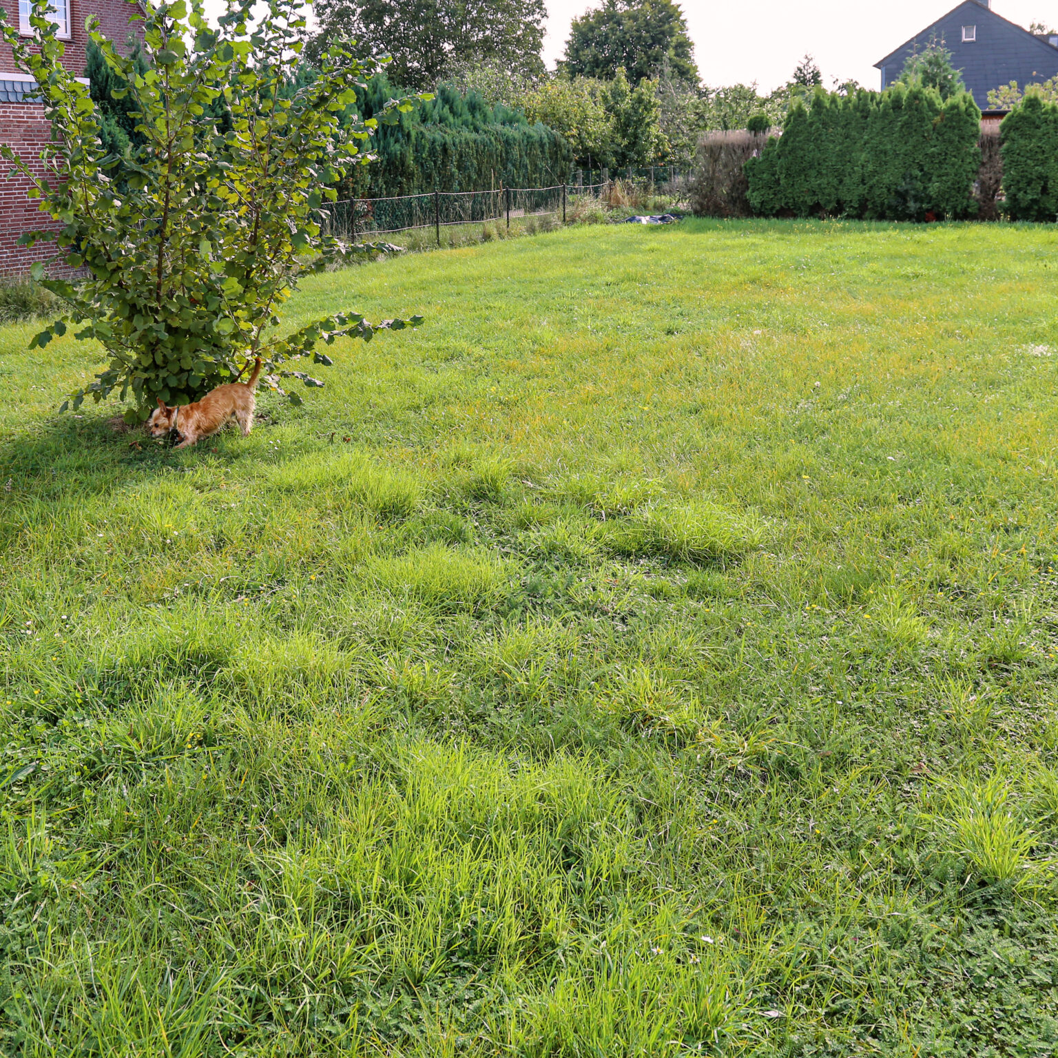 Meinen Hundeplatz findest Du am Brauerweg 7 in Wunstorf